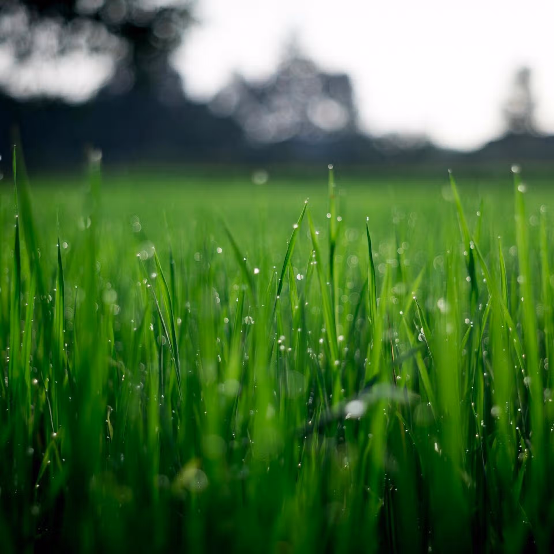 pexels-fox-58267-212324 pexels-fox-58267-212324