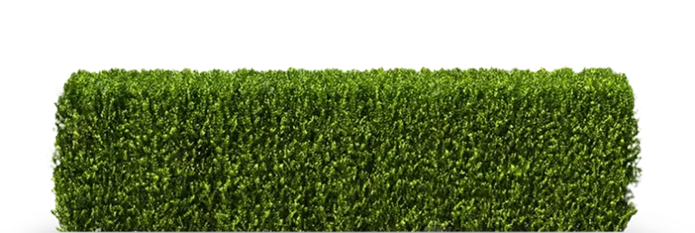 rajeunissement-rabattage-haies