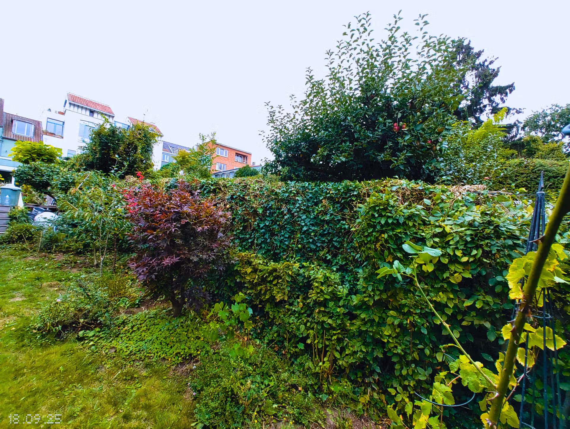 entretien haie après entretien haie après