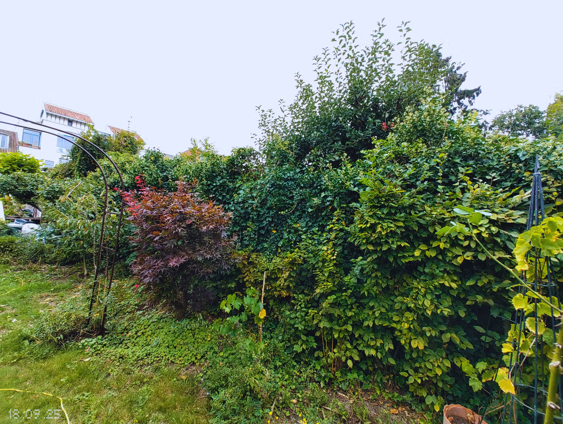 entretien haie avant entretien haie avant